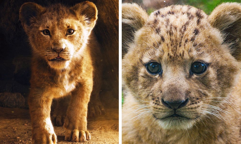 Simba is a male and Bahati is a female | Disney's Live-Action Simba Was Based on the Cutest Lion Cub Ever! | Brain berries