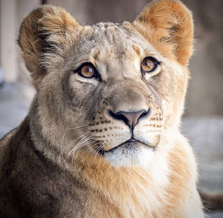 Bahati is 2 years old | Disney's Live-Action Simba Was Based on the Cutest Lion Cub Ever! | Brain berries