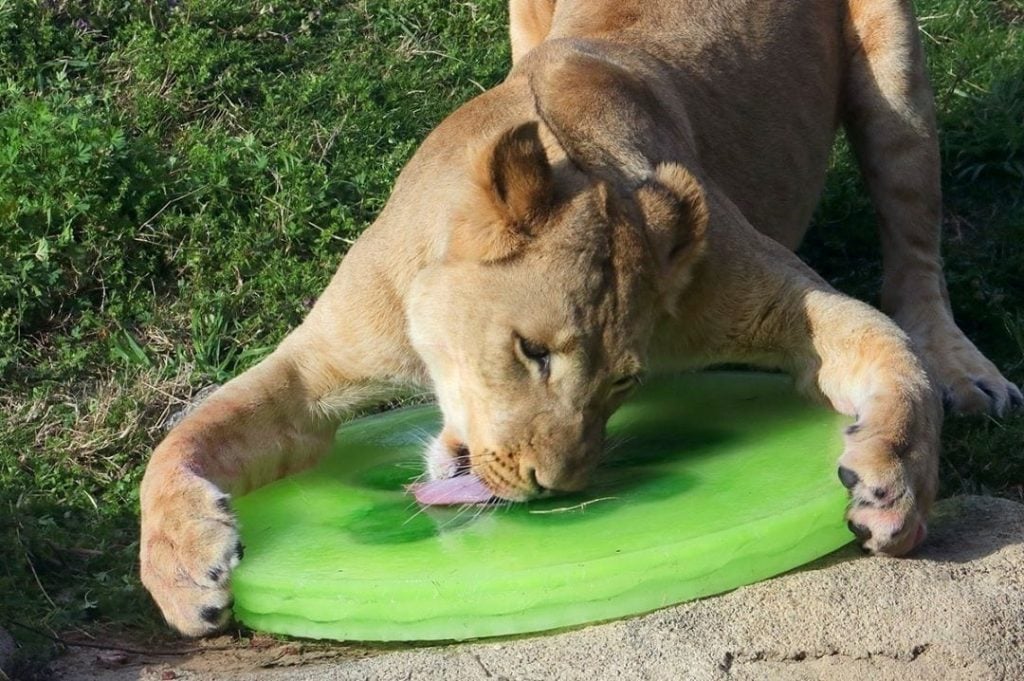 Disney’s Live-Action Simba Was Based on the Cutest Lion Cub Ever!