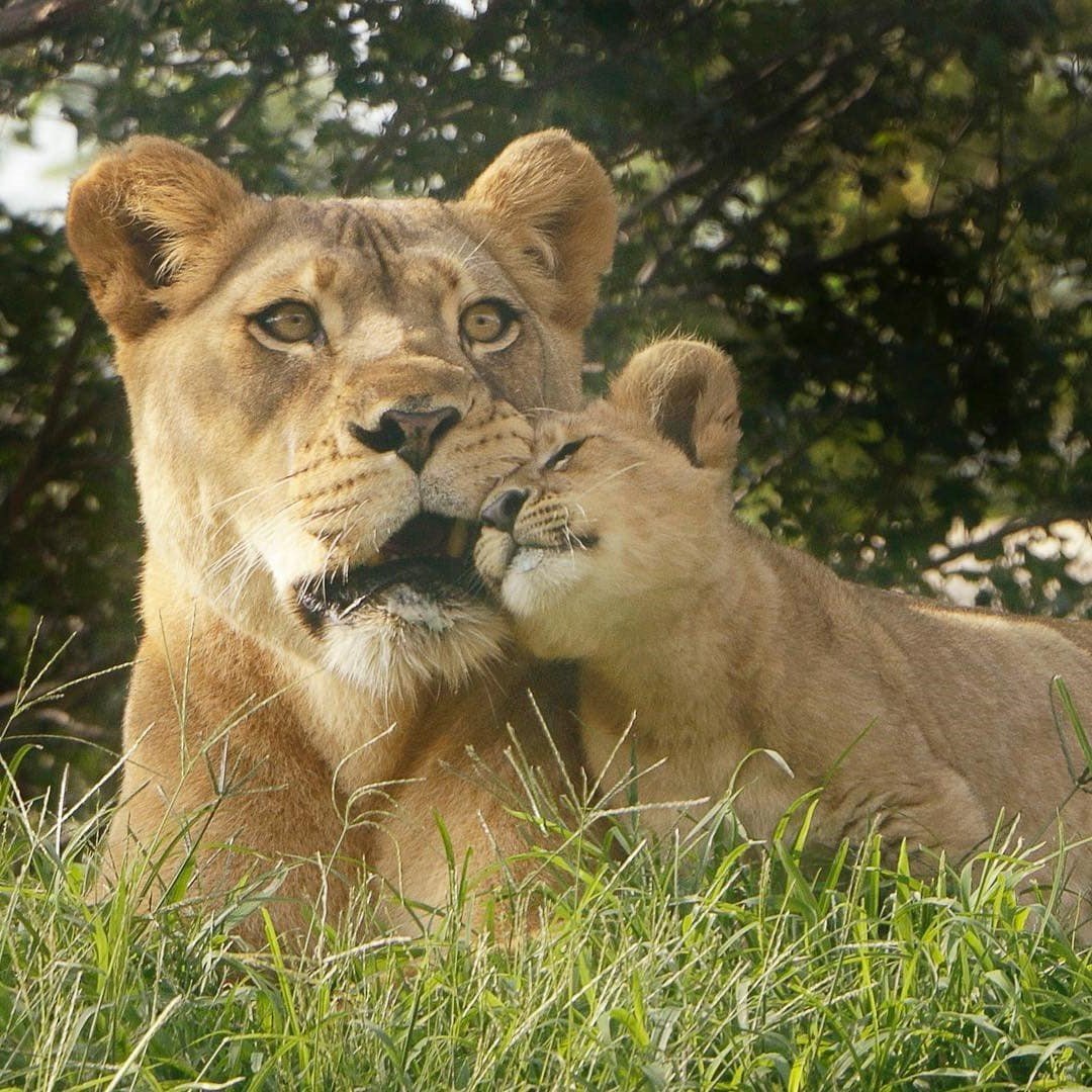 Disney’s LiveAction Simba Was Based on the Cutest Lion Cub Ever!