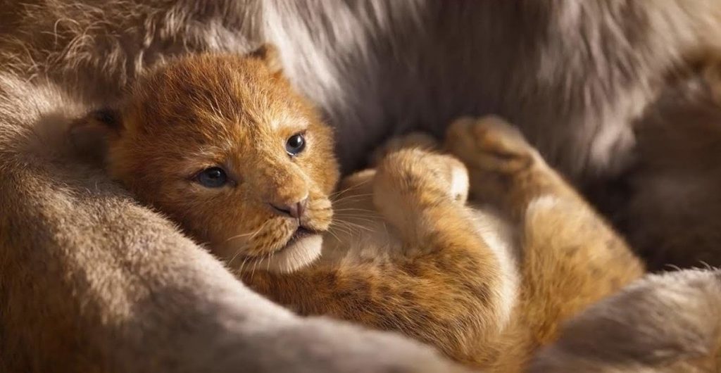 Lion King digital 3D medium | Disney's Live-Action Simba Was Based on the Cutest Lion Cub Ever! | Brain berries