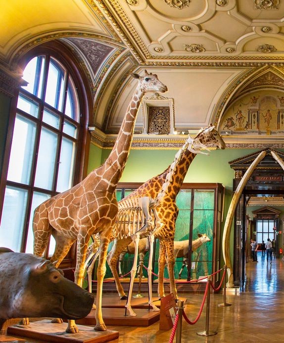 6 Best Natural History Museums In The World