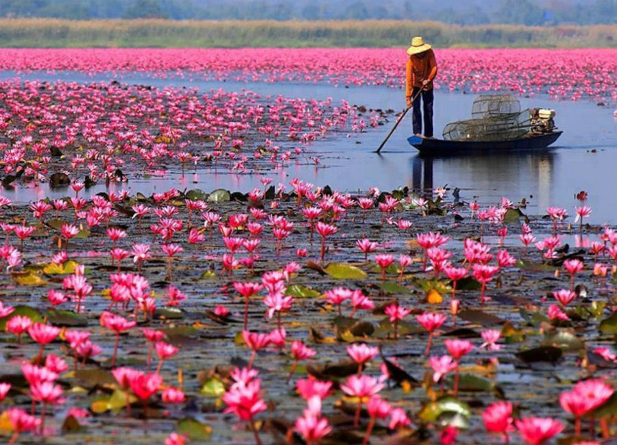 There’s A Lake Of Pink Lotus Flowers In Thailand And It’s Ridiculously Beautiful #7 | ZestRadar