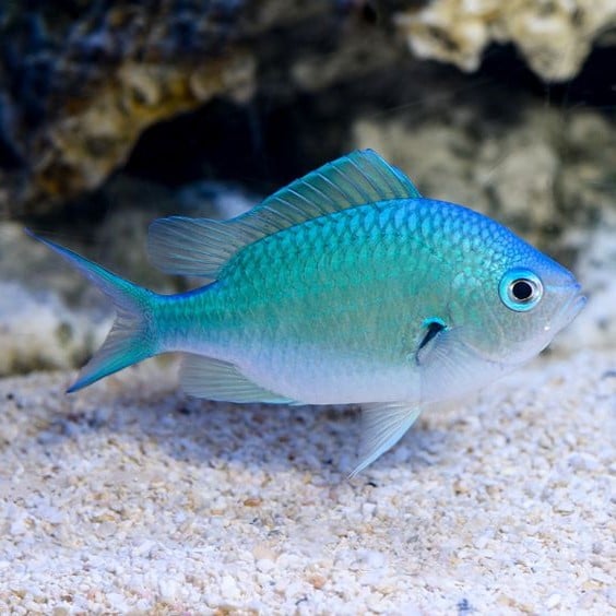 Taurus (April 20 - May 20): Exotic Fish | What's The Perfect Pet For You, Based On Your Zodiac Sign? | Brain Berries