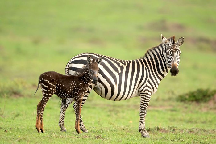 lil spotted zebra