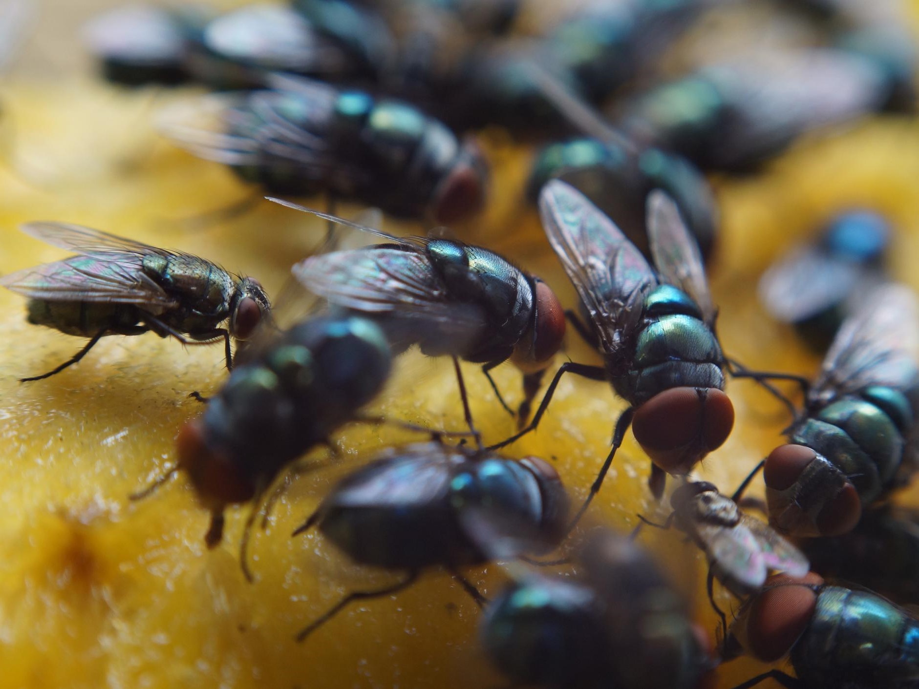 Flies are Deaf | Seven Sensational Facts About Sound | Brain Berries