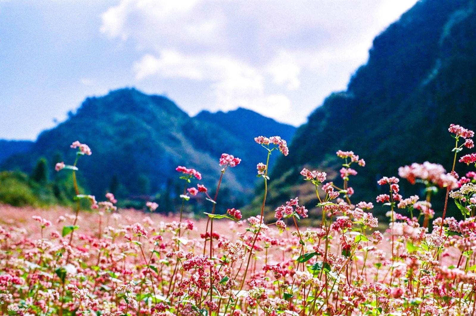 Hà Giang – tam giác mạch | 6 địa điểm du lịch ở Việt Nam bạn không thể “bỏ lỡ” vào mùa thu | Brain Berries
