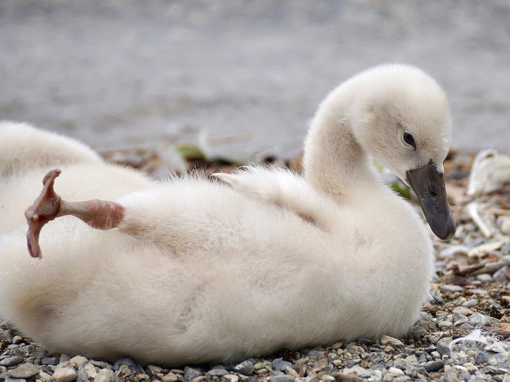 Mute swan | 8 Cute Animals That Are Actually Dangerous | ZestRadar