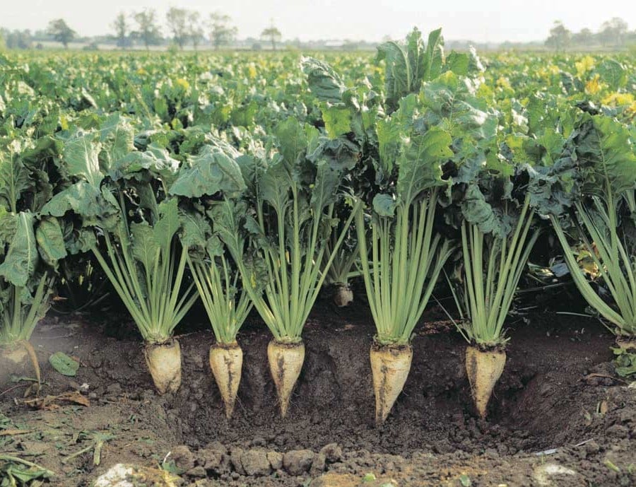 Sugar Beets | 6 Common Genetically Modified Foods | Brain Berries