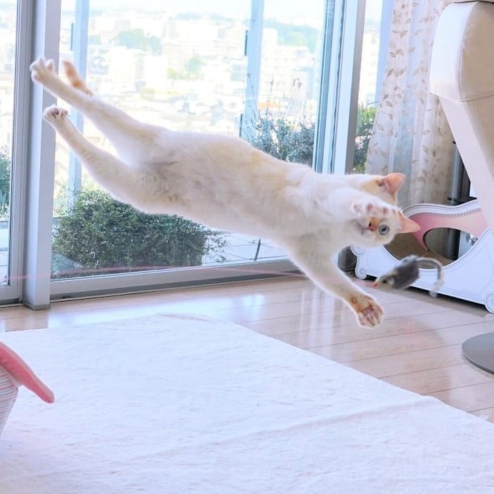Japanese Dancing Cat Blew Up the Internet!