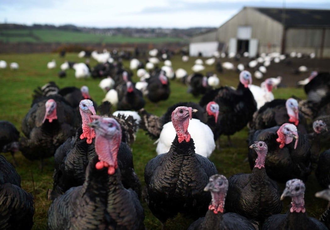 46 Million Turkeys are Eaten on Thanksgiving Day | 10 Thanksgiving Facts That You Will Gobble Up | Brain Berries