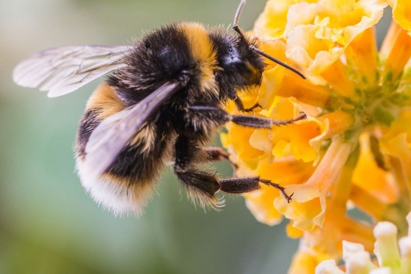 The Deadliest Insects In The World