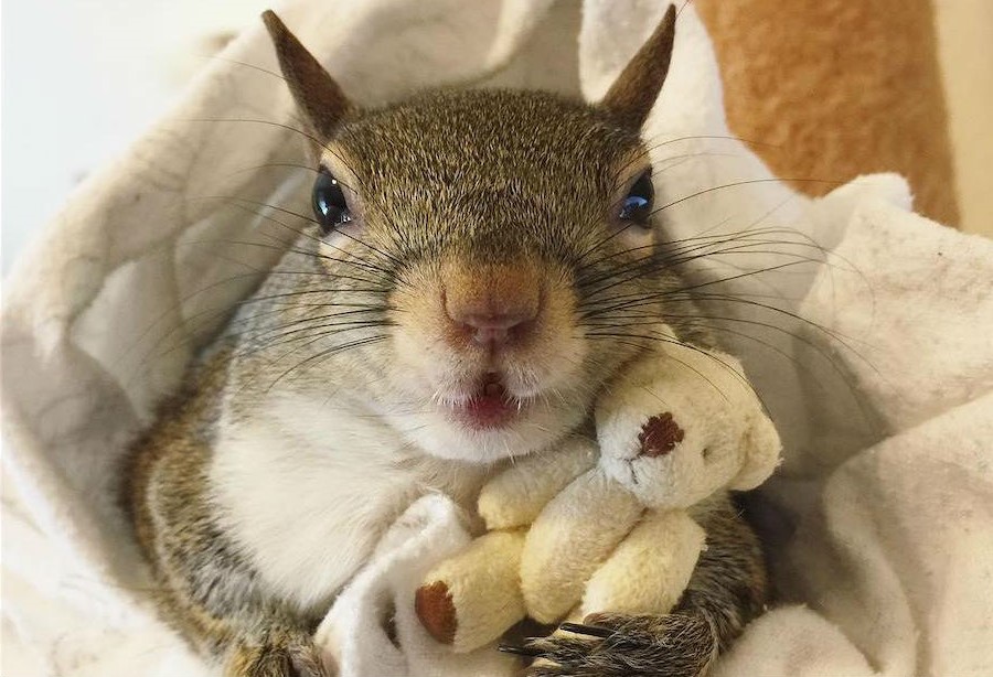 Jill The Rescued Squirrel Who’s Taking Over The Instagram | Zestradar