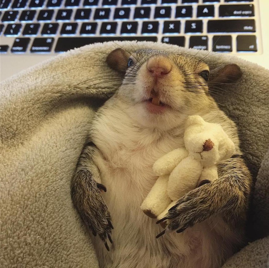 #19 | Jill The Rescued Squirrel Who’s Taking Over The Instagram | Zestradar