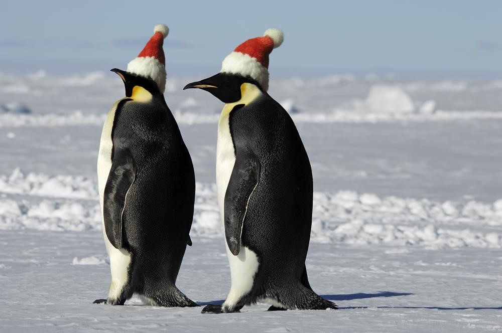 7 Amazing Facts About Antarctica That Are 87.5% True! (Can You Guess the Lie?)