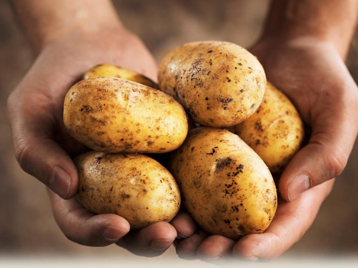 Картофель | Самые распространенные генетически модифицированные продукты | Brain Berries