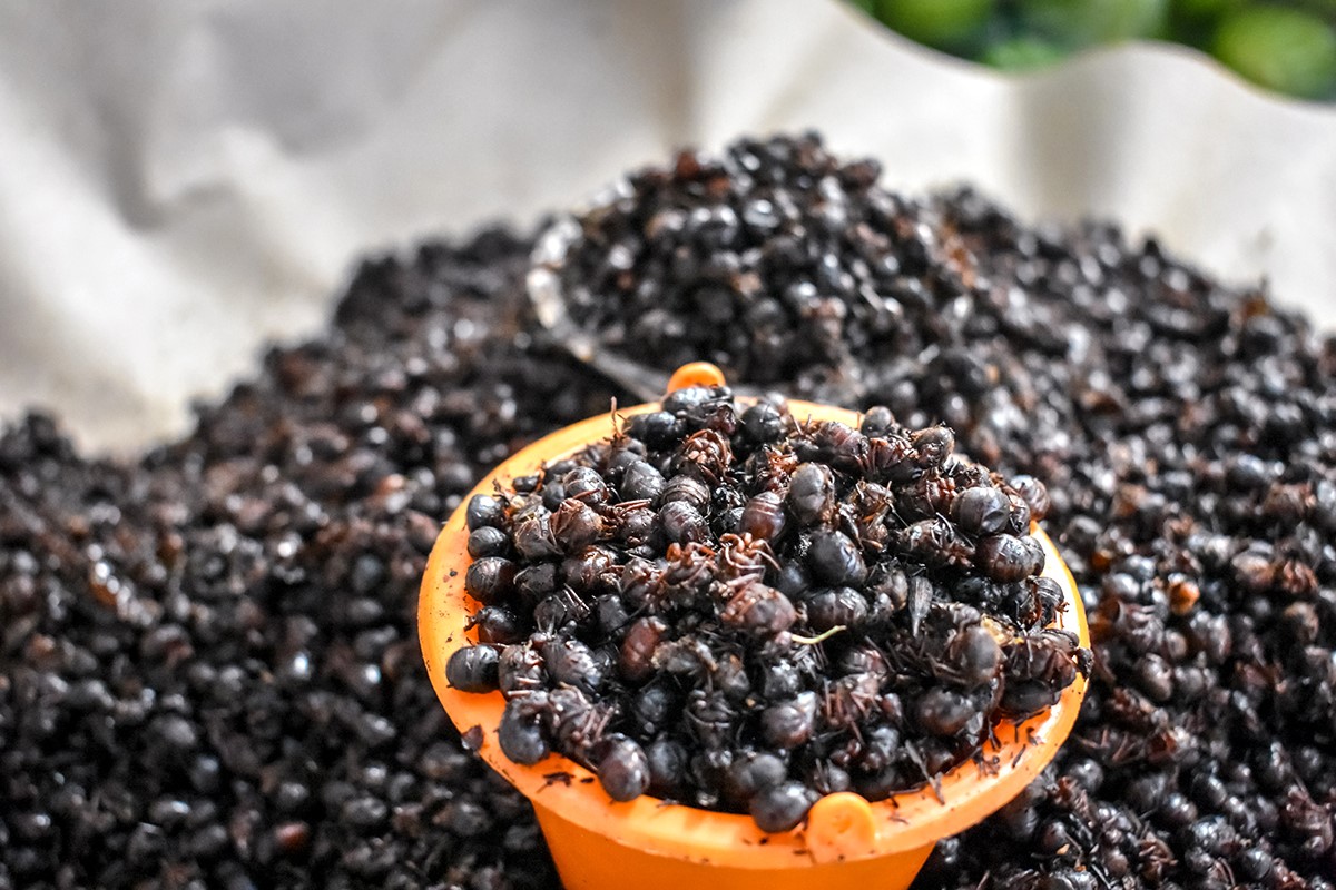 Муравьи | 6 насекомых, которые в будущем могут заменить нам еду | Brain Berries