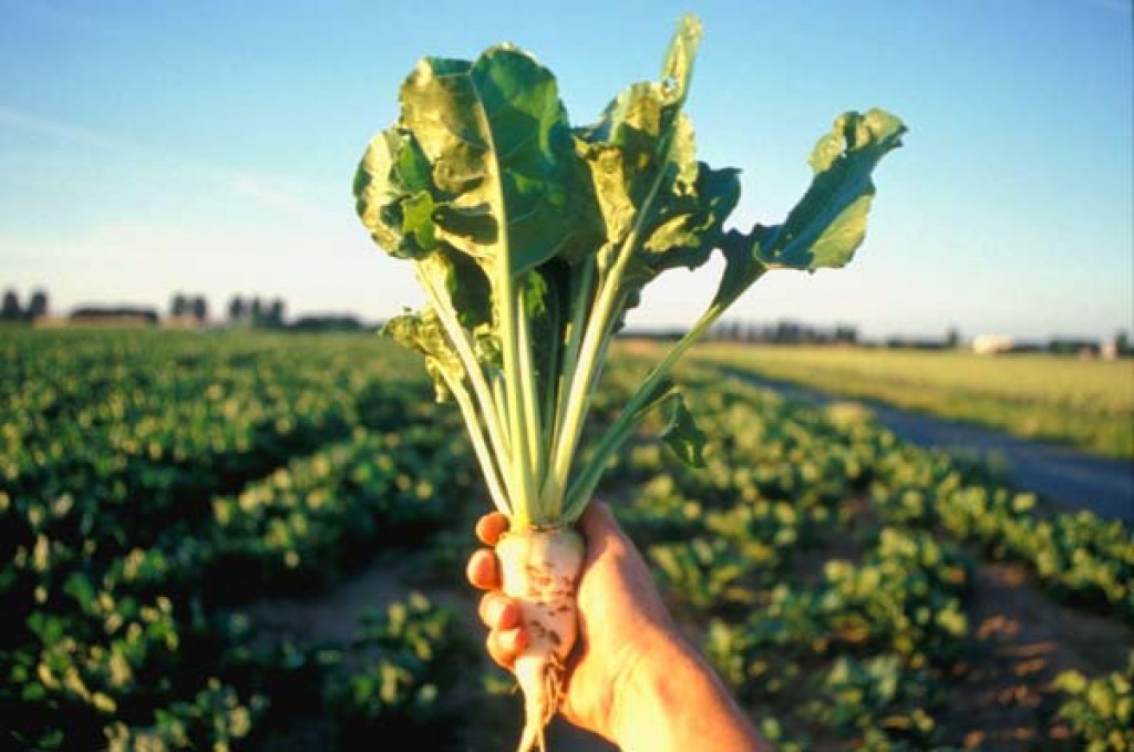 Сахарная свекла | Самые распространенные генетически модифицированные продукты | Brain Berries