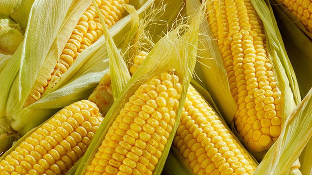 Самые распространенные генетически модифицированные продукты