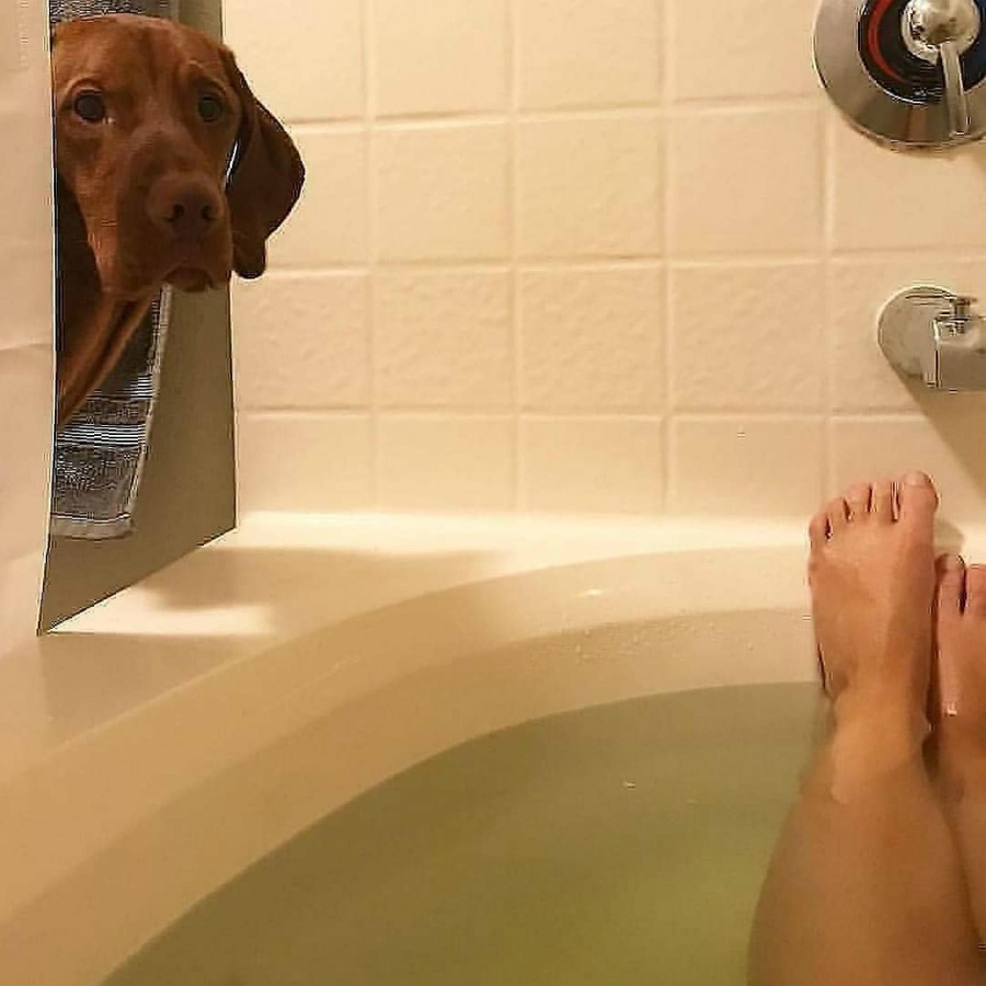 | Take A Break And Enjoy These Photos Of Doggos Being Sneaky And Desperate For Attention | Zestradar