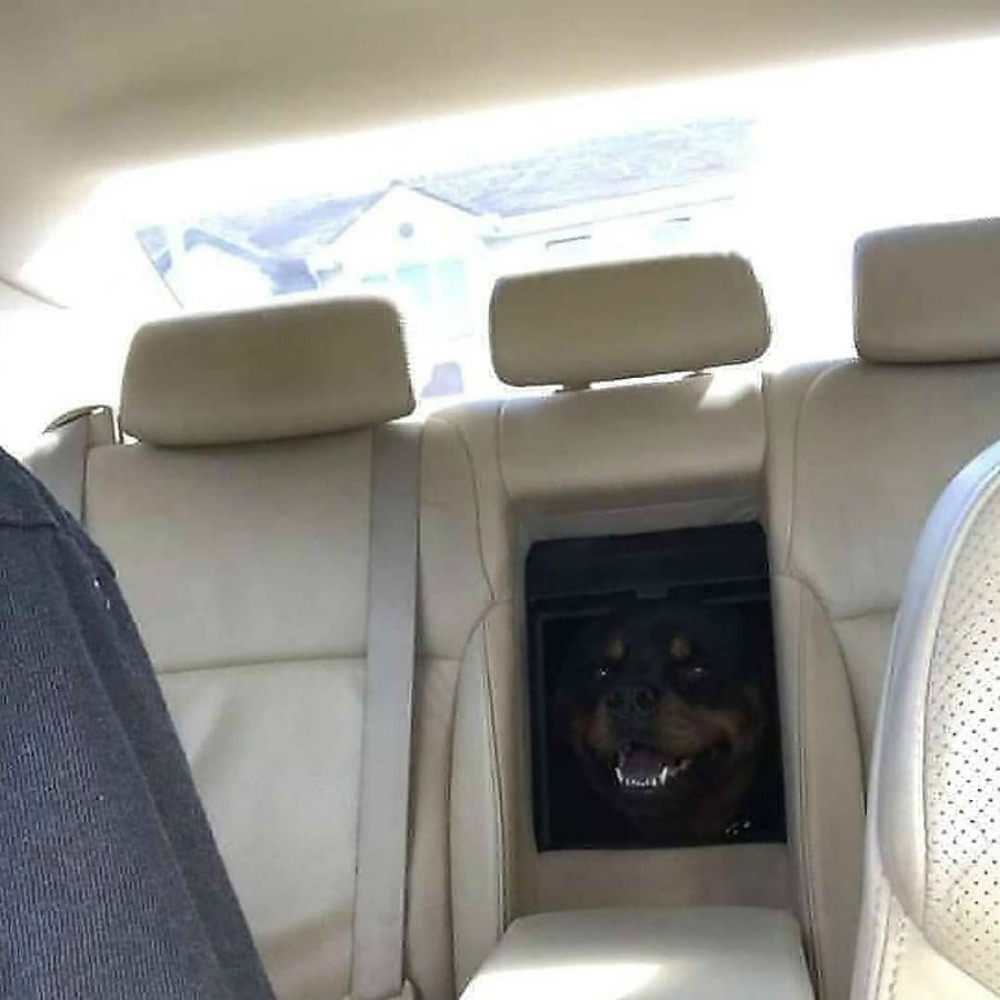#11 | Take A Break And Enjoy These Photos Of Doggos Being Sneaky And Desperate For Attention | Zestradar