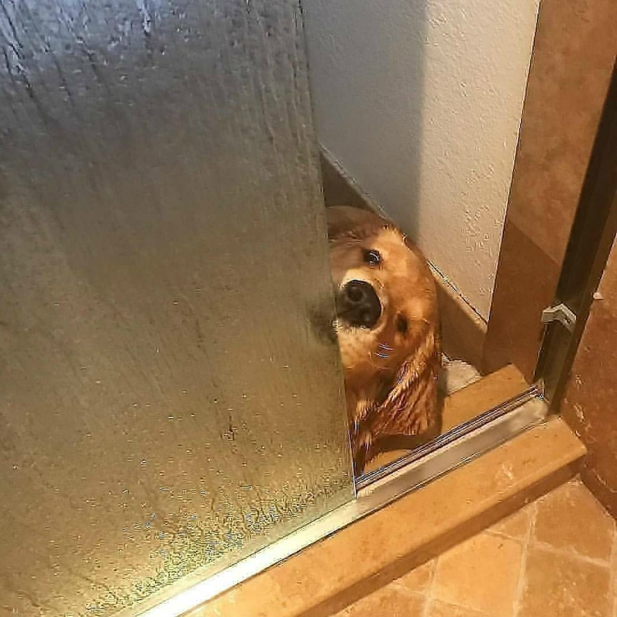 #12 | Take A Break And Enjoy These Photos Of Doggos Being Sneaky And Desperate For Attention | Zestradar