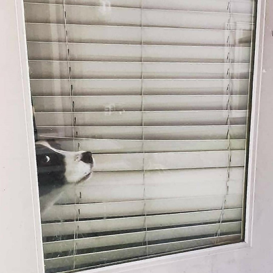 #13 | Take A Break And Enjoy These Photos Of Doggos Being Sneaky And Desperate For Attention | Zestradar
