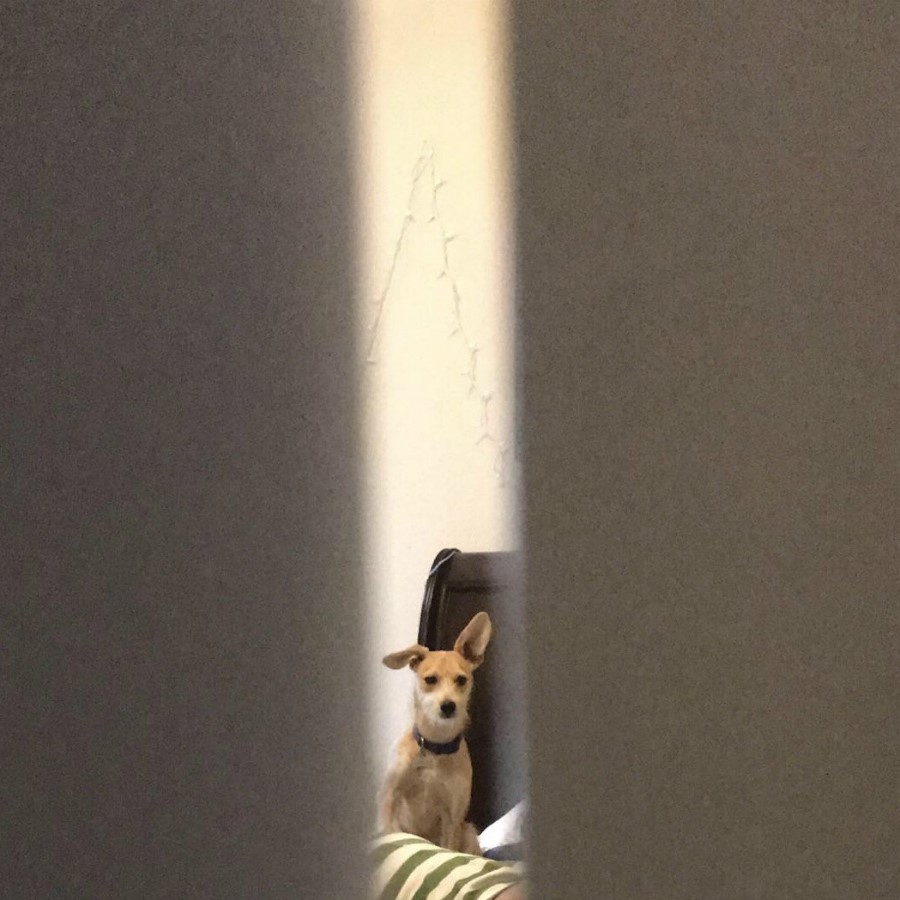 #2 | Take A Break And Enjoy These Photos Of Doggos Being Sneaky And Desperate For Attention | Zestradar