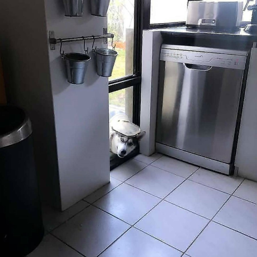 #3 | Take A Break And Enjoy These Photos Of Doggos Being Sneaky And Desperate For Attention | Zestradar