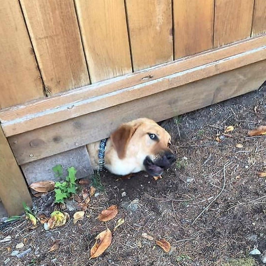 #4 | Take A Break And Enjoy These Photos Of Doggos Being Sneaky And Desperate For Attention | Zestradar