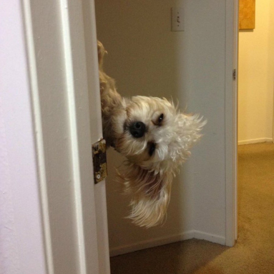 #5 | Take A Break And Enjoy These Photos Of Doggos Being Sneaky And Desperate For Attention | Zestradar