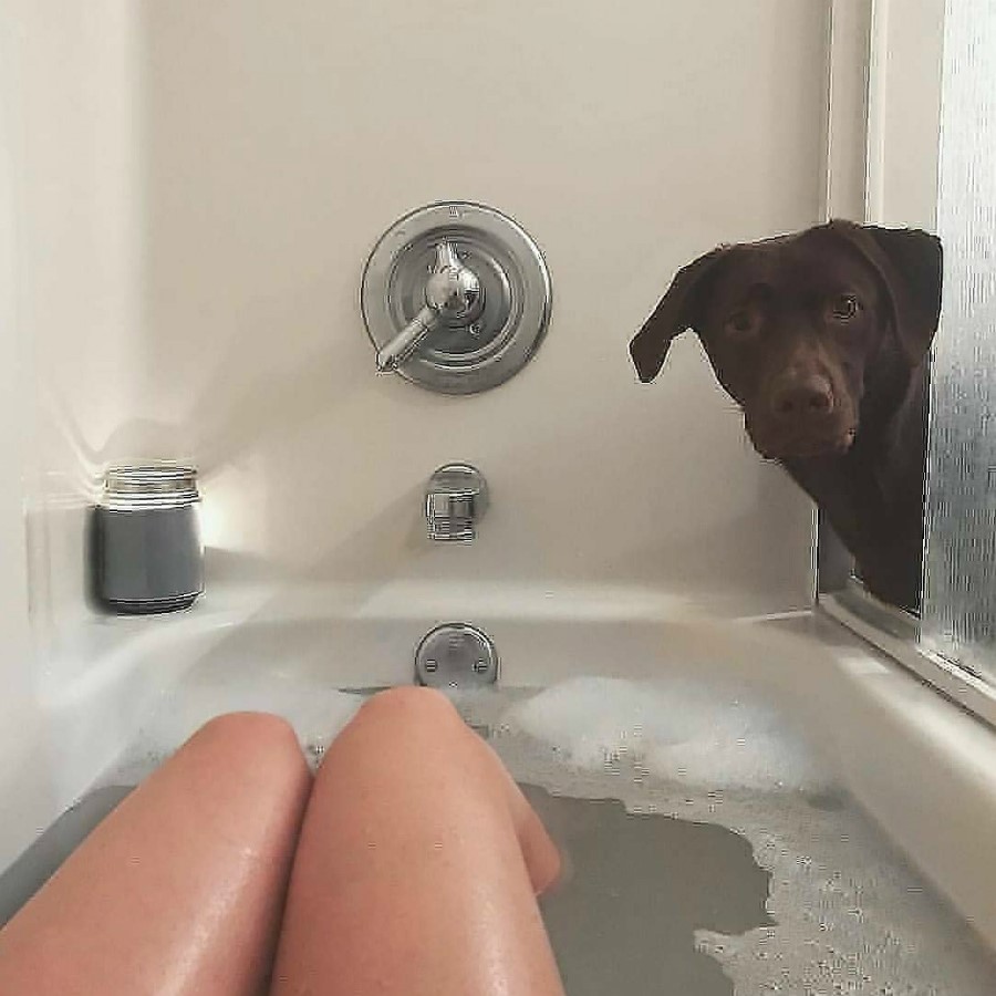 #6 | Take A Break And Enjoy These Photos Of Doggos Being Sneaky And Desperate For Attention | Zestradar