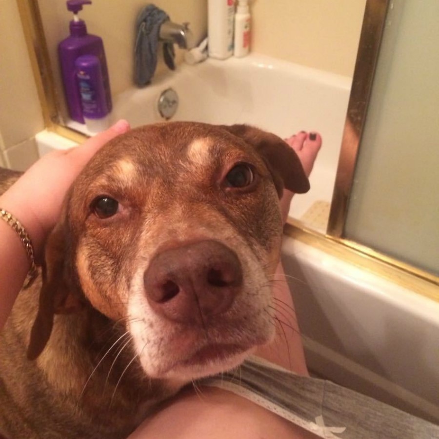 #8 | Take A Break And Enjoy These Photos Of Doggos Being Sneaky And Desperate For Attention | Zestradar