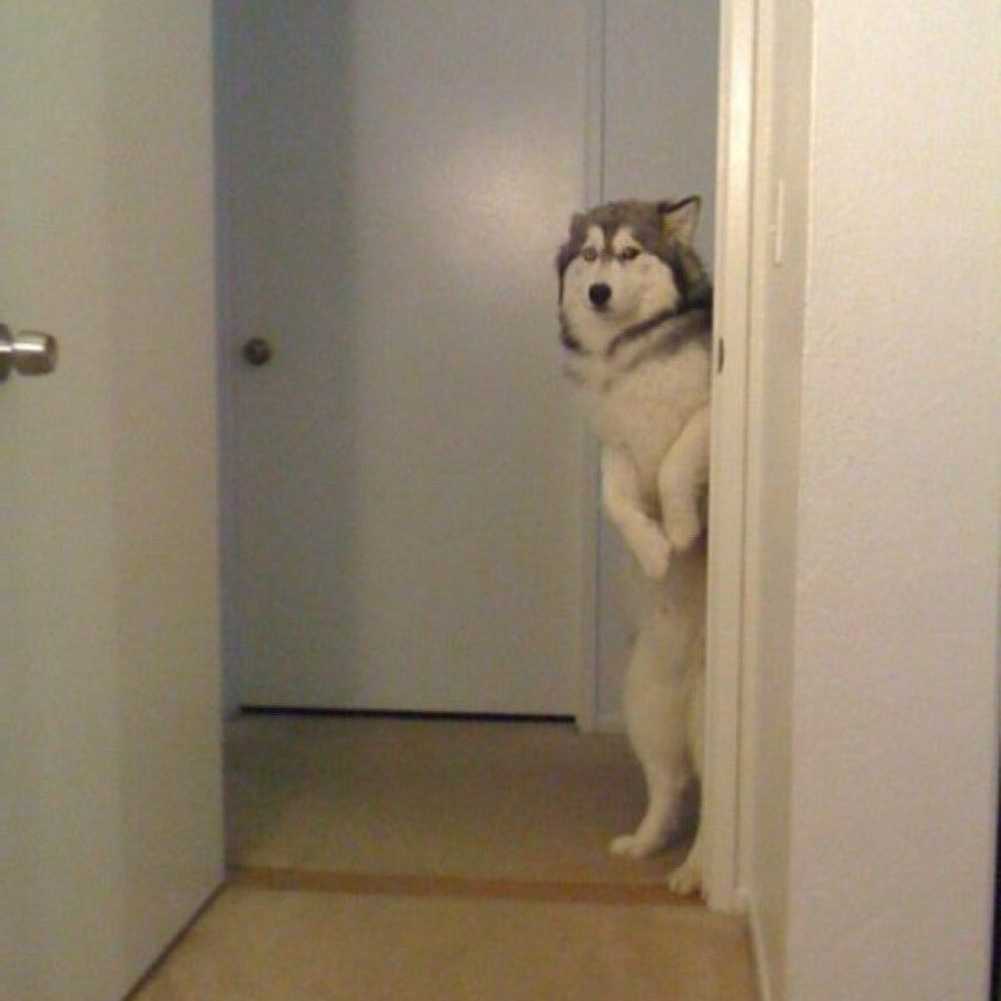 #9 | Take A Break And Enjoy These Photos Of Doggos Being Sneaky And Desperate For Attention | Zestradar