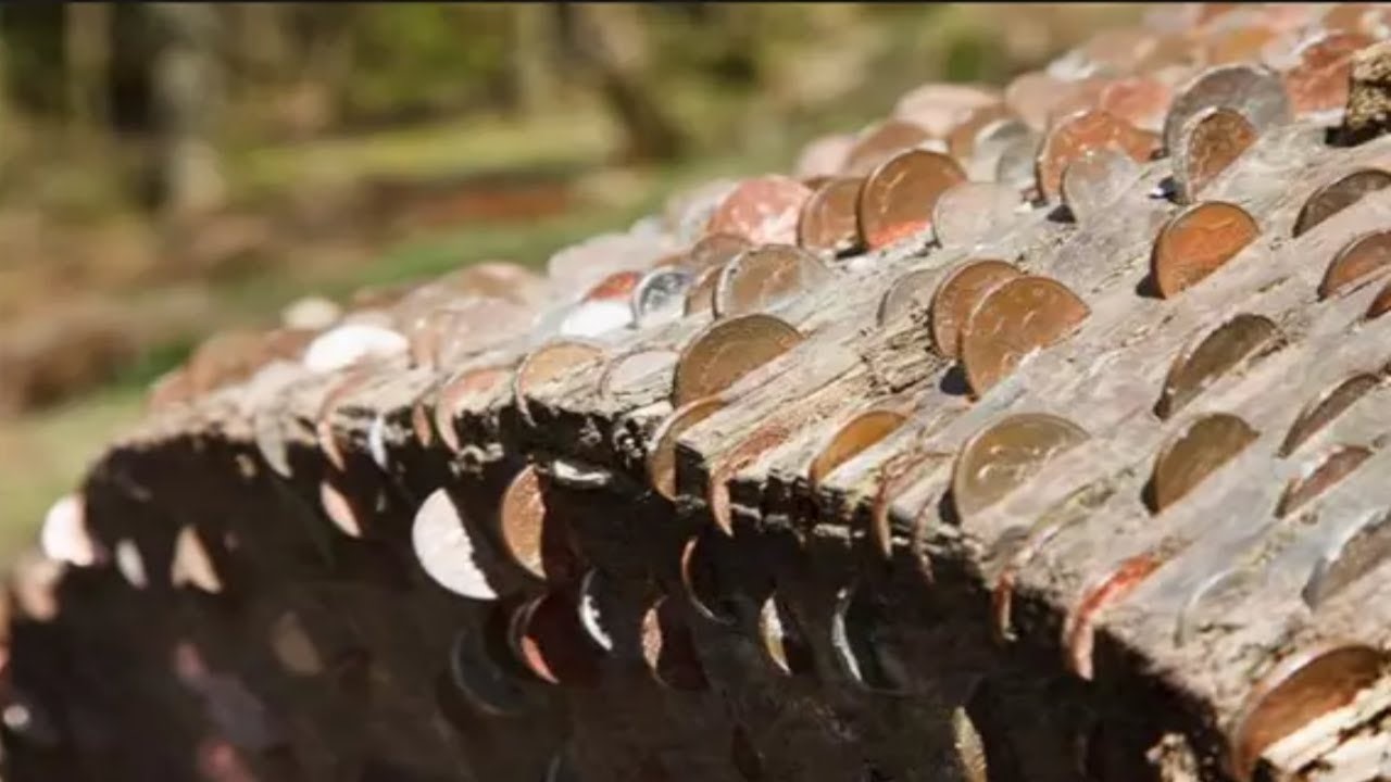 Денежный дуб, остров Мари | 10 волшебных мест, где исполняются заветные желания | Brain Berries