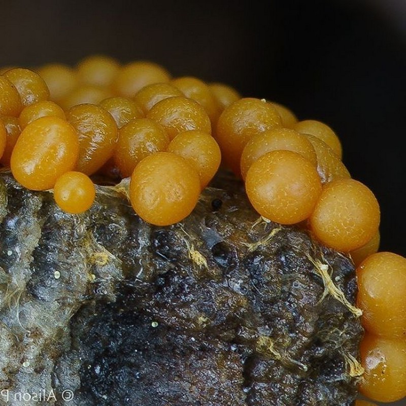 These Pictures of Mushrooms and Slime Molds Will Make You Appreciate Them