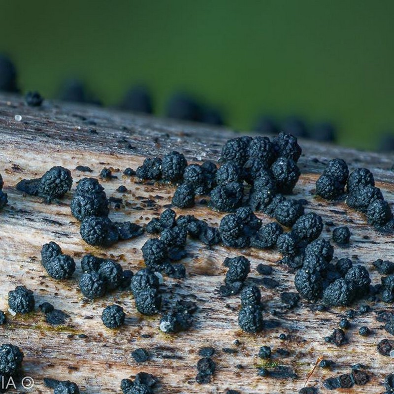 These Pictures of Mushrooms and Slime Molds Will Make You Appreciate Them