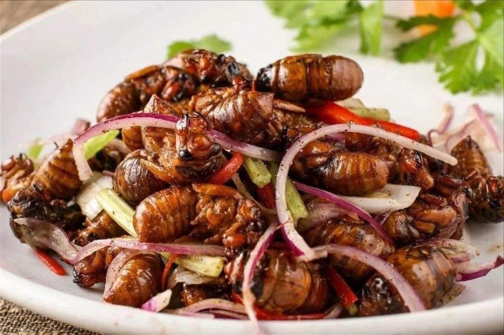 Топ-9 самых вкусных насекомых
