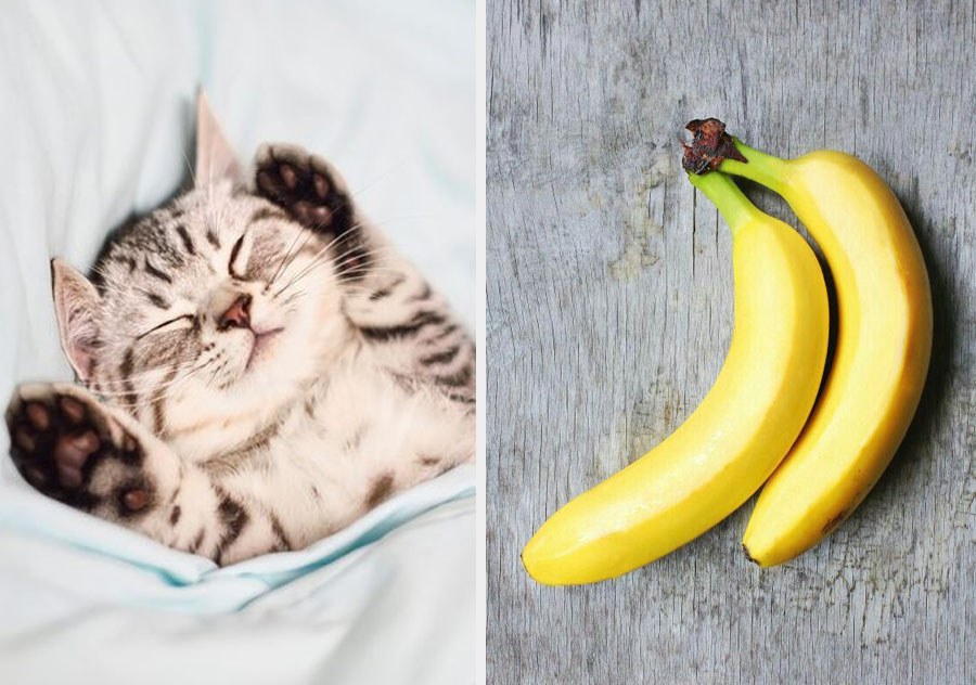  We share genes with cats and bananas | 10 Mind-Bending Facts About Genes That Explain Everything | ZestRadar