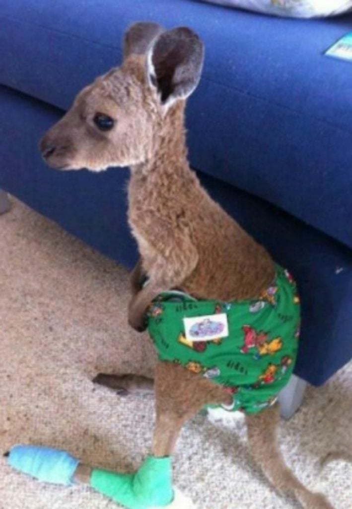 Pouches for the injured | 15 Animals Rescued From Australia Bushfires To Melt Your Heart | Zestradar