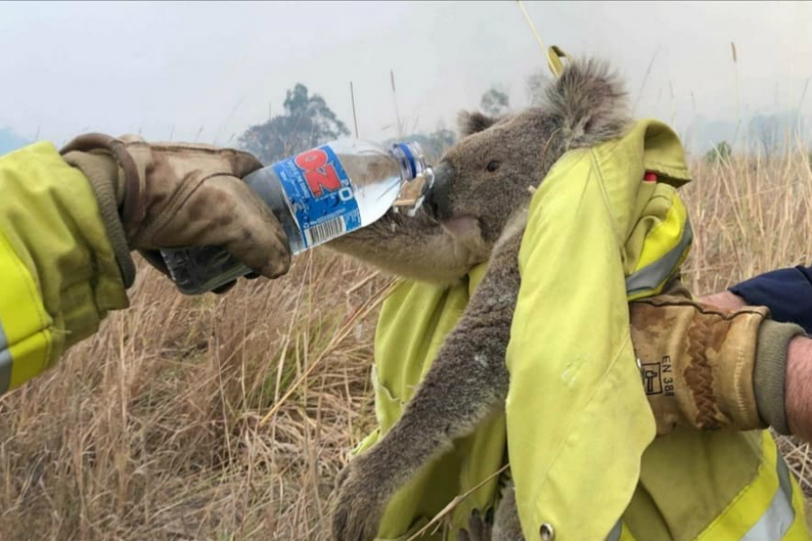 Oso koala |:  15 sobrevivientes de incendios forestales en Australia que te derretirán el corazón |  Zestradar