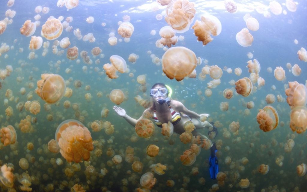 Jellyfish Lake | 15 Weirdest Places Around The World You Should Visit In 2020 | ZestRadar