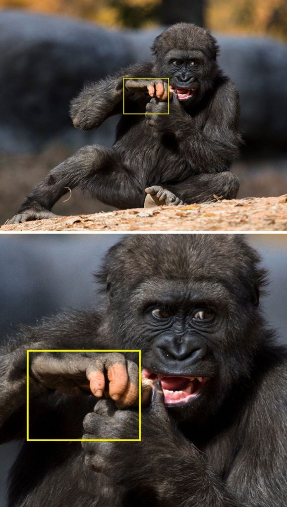 #4 | Gorilla Anaka Strikes Everyone With No Pigmentation On Her Hand | Zestradar