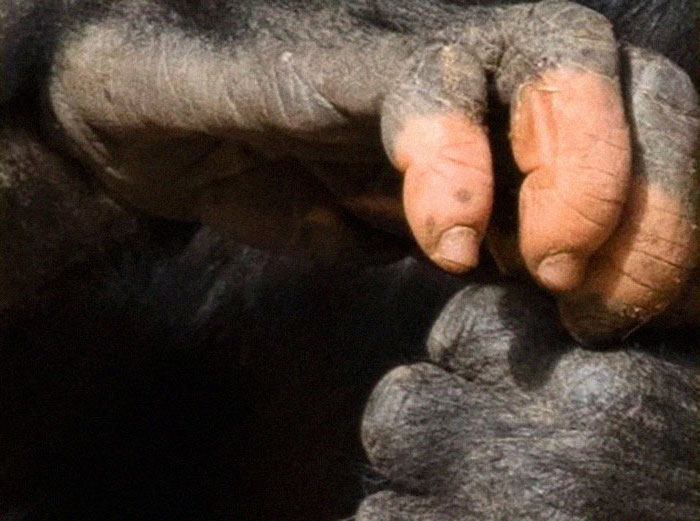 #6 | Gorilla Anaka Strikes Everyone With No Pigmentation On Her Hand | Zestradar