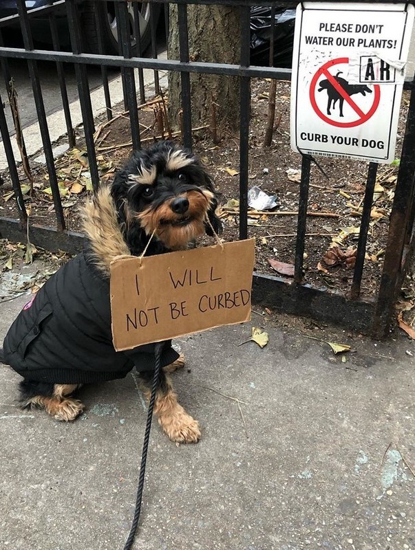 Baboy Is The Goodest Boi Of Them All
