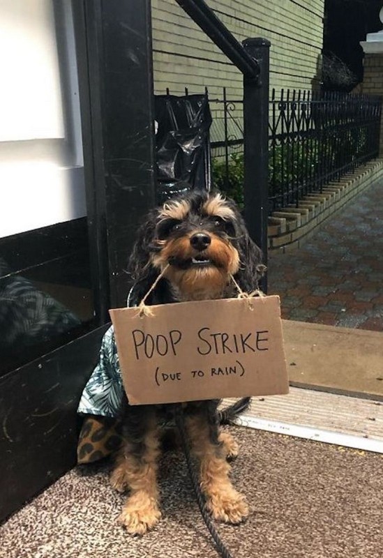 Baboy Is The Goodest Boi Of Them All