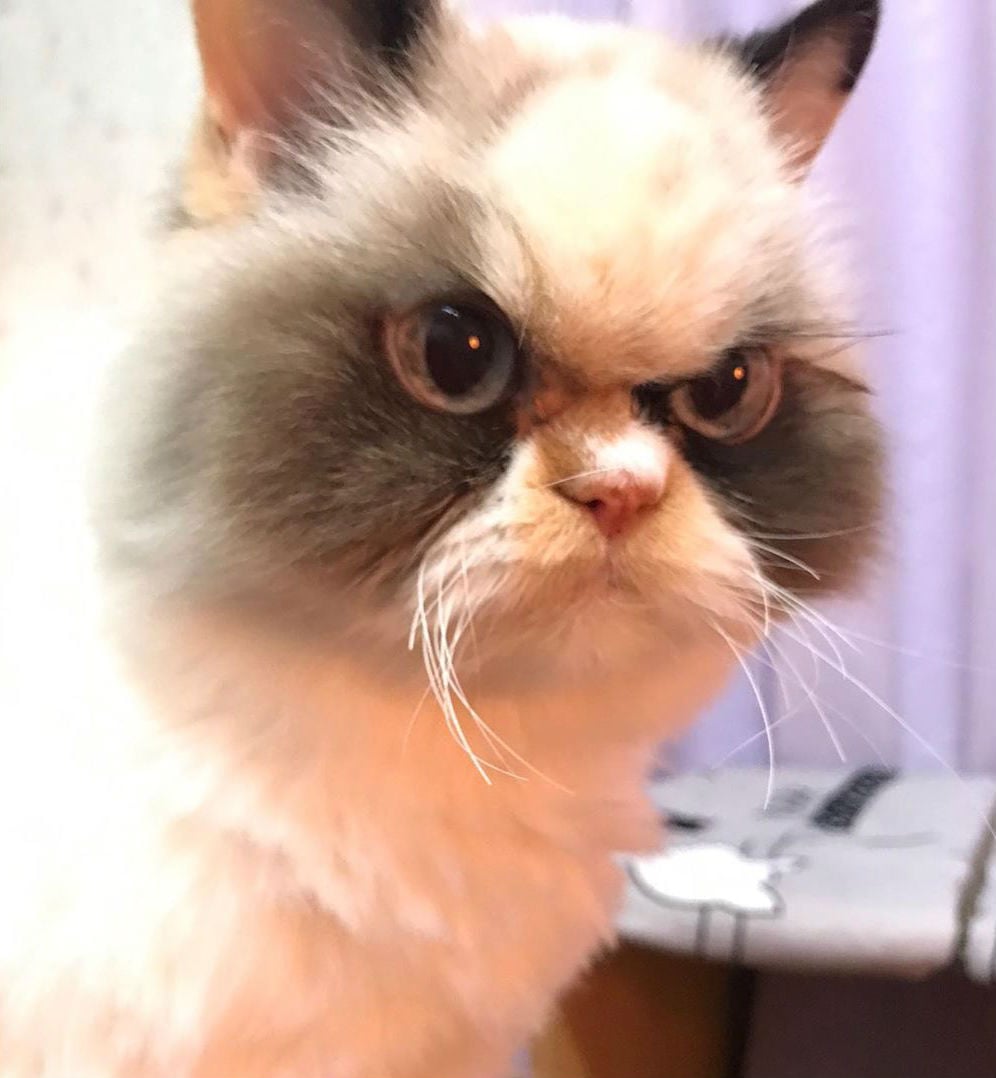 ≡ Grumpy Cat's Long Lost Brother Is Conquering The Internet! Brain Berries