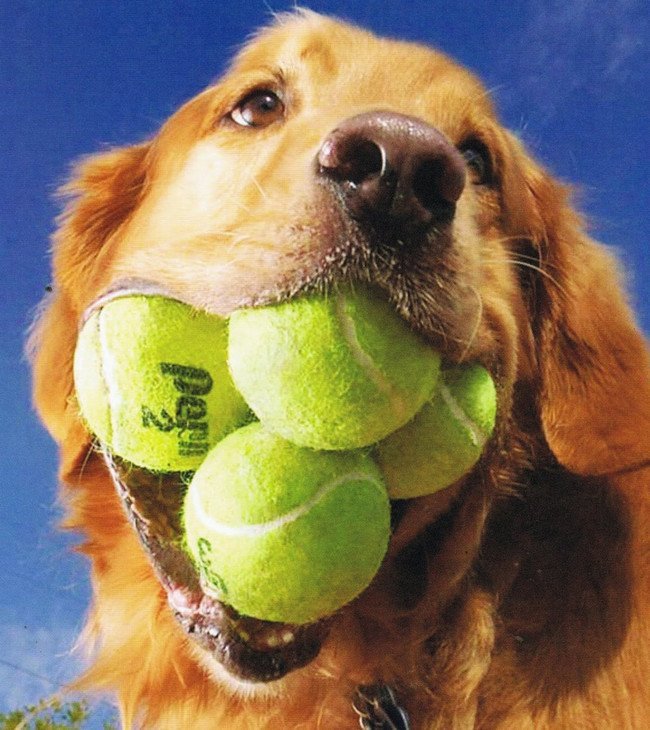 Dog Obsessed With Tennis Balls Breaks A Record #6 | Zestradar