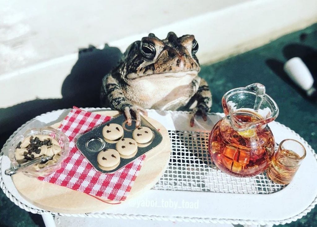 Meet the Internet’s Newest Obsession: Toby, the Toad!