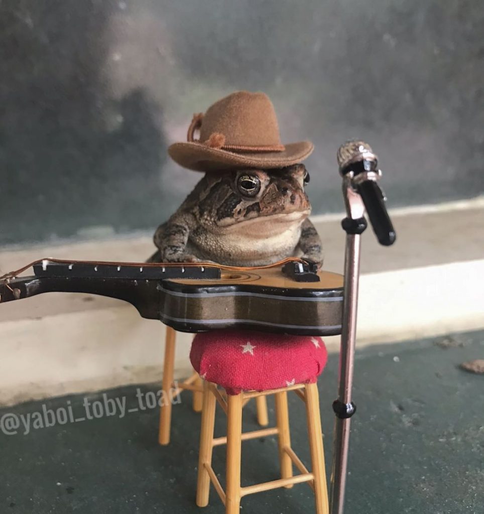 Meet The Internet s Newest Obsession Toby The Toad 7 Brain Berries Meet The Internet s Newest Obsession Toby The Toad 7 Brain Berries